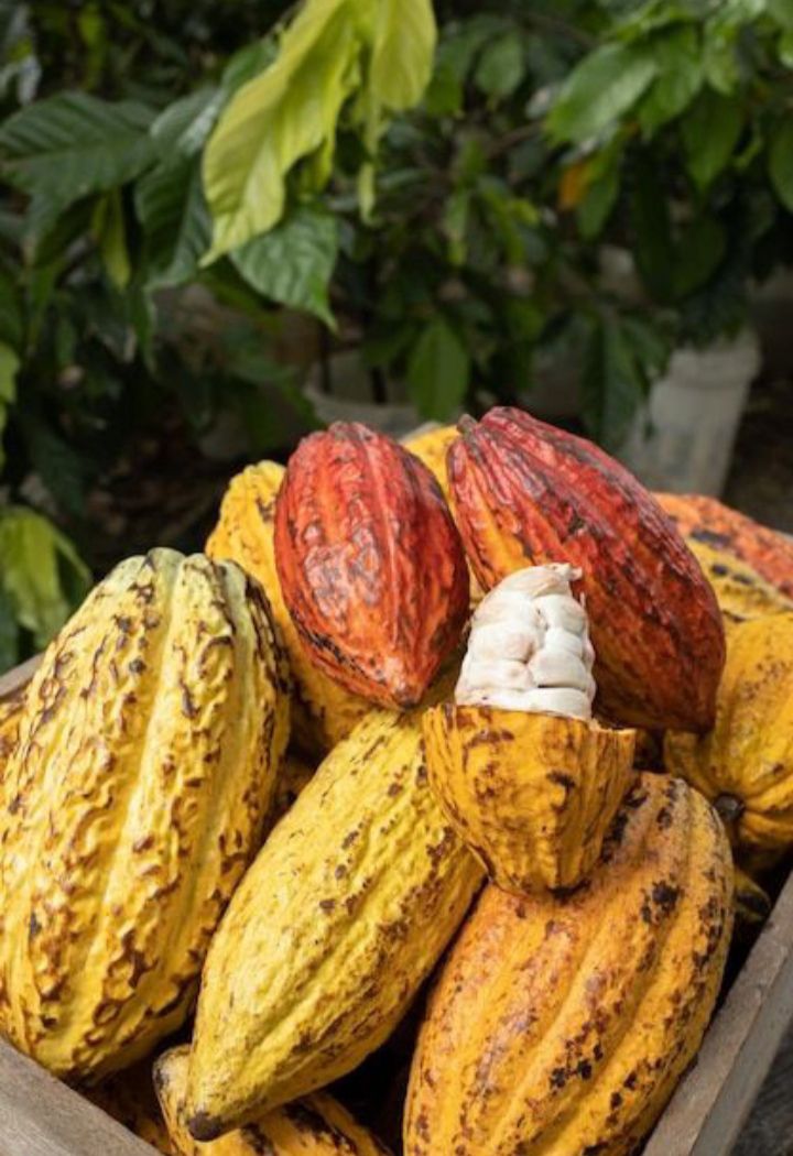 Cacao Supreme (Poudre de cacao )
