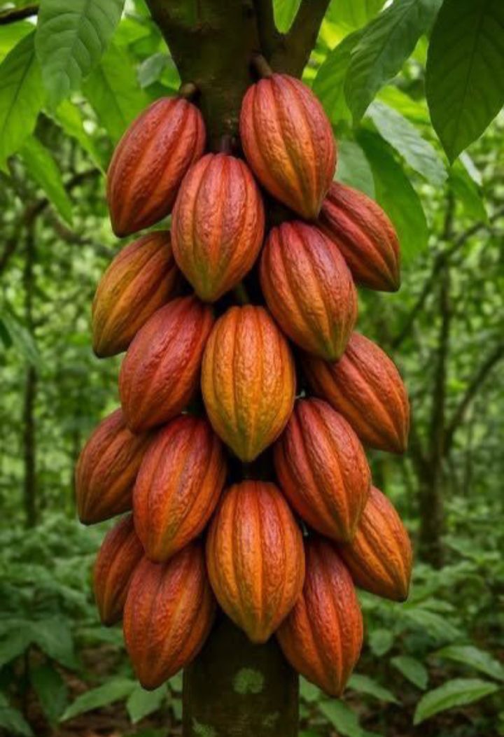 Cacao Supreme (Poudre de cacao )