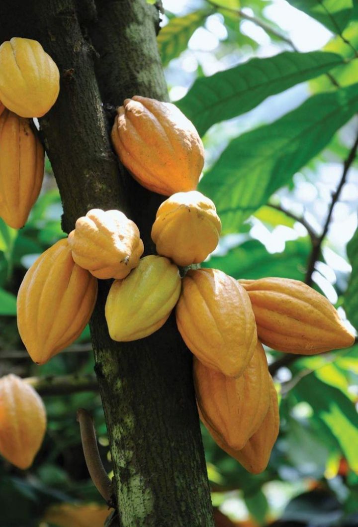 Cacao Supreme (Poudre de cacao )