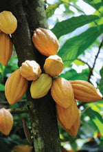 Cacao Supreme (Poudre de cacao )