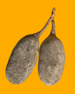 La Poudre de Baobab, Superaliment